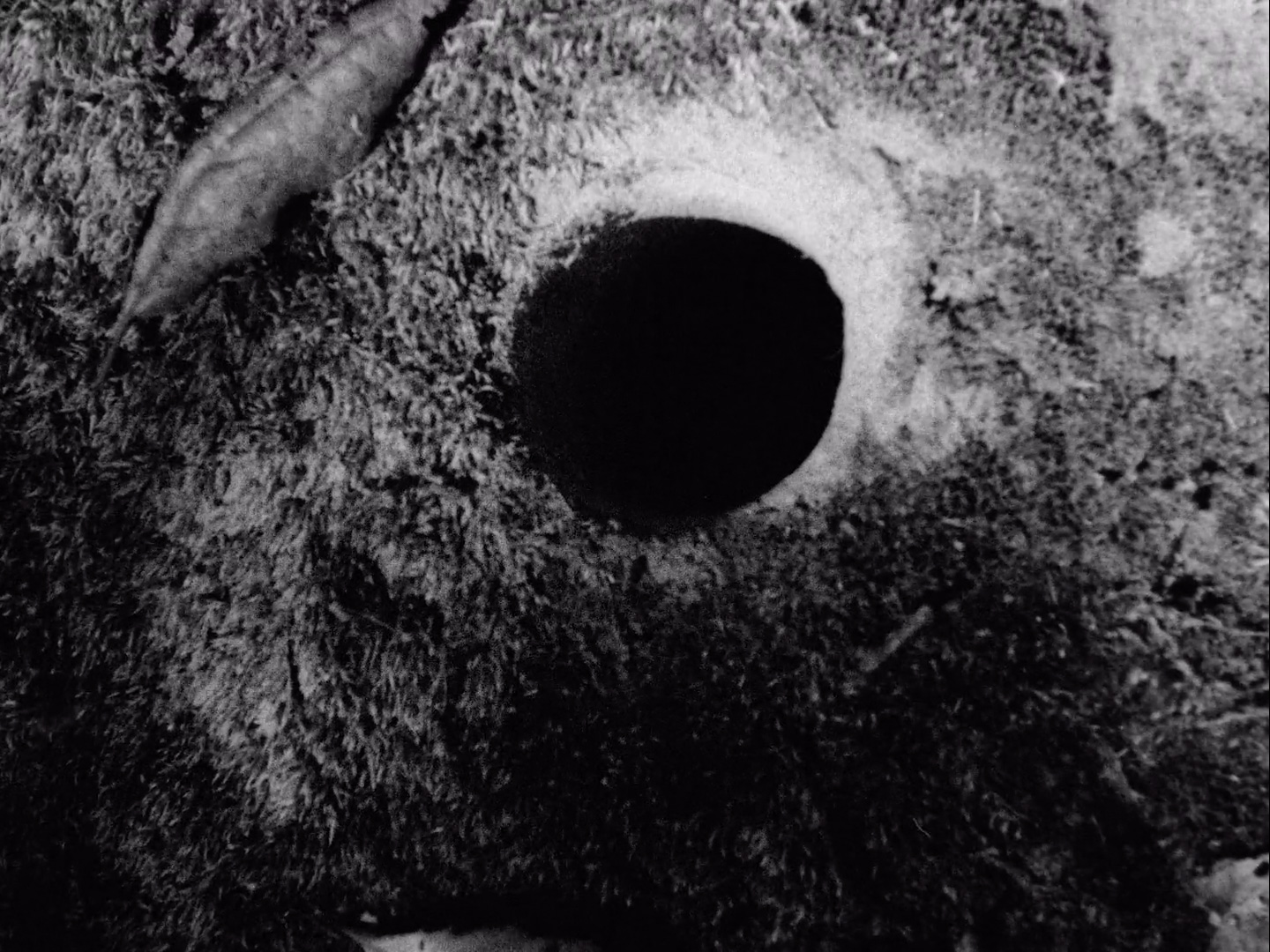 Open Source: Some Films by Ross Meckfessel
